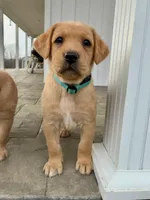 Ms. Light Blue collar , a female Labrador Retriever for sale in Parksville, KY – Photo 3 of 10