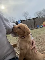 Ms. Pink Collar, a male Labrador Retriever for sale in Parksville, KY – Photo 3 of 7