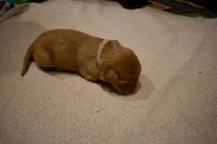 Pink Collar, a female Labrador Retriever for sale in Parksville, KY – Photo 2 of 5