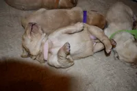 Pink Collar, a female Labrador Retriever for sale in Parksville, KY – Photo 4 of 5