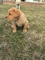 Ms. Pink Collar, a male Labrador Retriever for sale in Parksville, KY – Photo 4 of 7