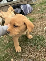 Ms. Pink Collar, a male Labrador Retriever for sale in Parksville, KY – Photo 5 of 7