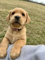 Ms. Pink Collar, a male Labrador Retriever for sale in Parksville, KY – Photo 2 of 7