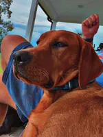 Pink Collar, a female Labrador Retriever for sale in Parksville, KY – Photo 3 of 5