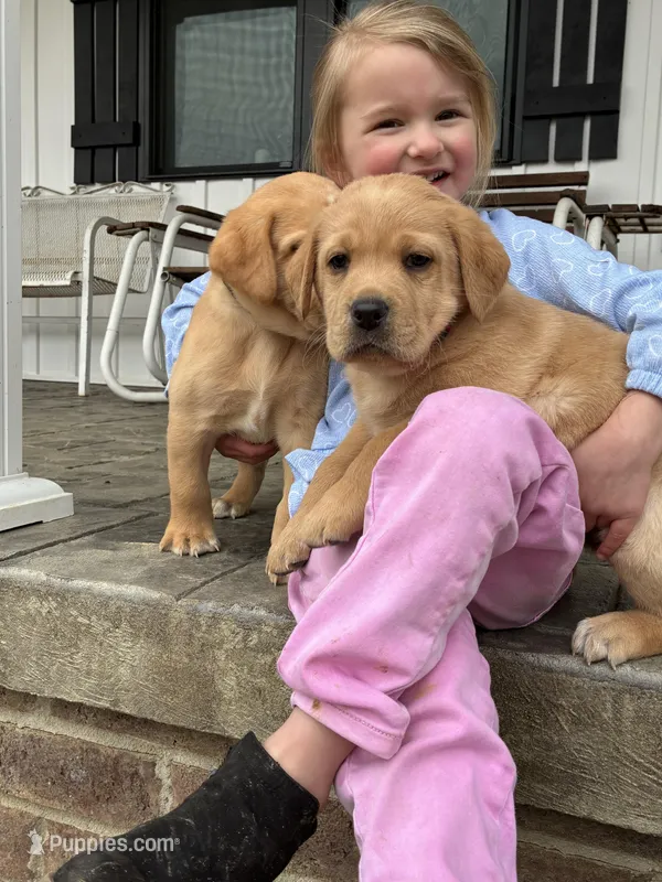 Ms. Dark Green Collar, a female Labrador Retriever for sale in Parksville, KY – Photo 1 of 6