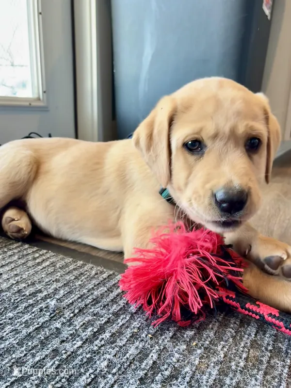 Ms. Dark Green Collar – Labrador Retriever puppy for sale in Parksville, KY