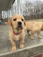 Ms. Dark Green Collar, a female Labrador Retriever for sale in Parksville, KY – Photo 5 of 6