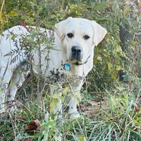Mr. Yellow Collar, a male Labrador Retriever for sale in Parksville, KY – Photo 4 of 8