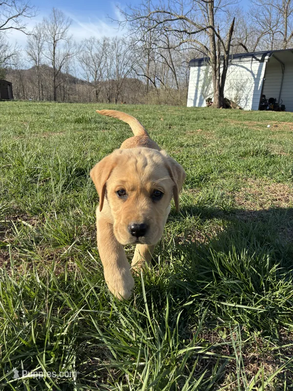 Mr. Yellow Collar – Labrador Retriever puppy for sale in Parksville, KY