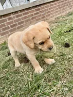 Mr. White Collar, a male Labrador Retriever for sale in Parksville, KY – Photo 2 of 7