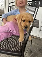 Mr. Yellow Collar, a male Labrador Retriever for sale in Parksville, KY – Photo 6 of 8