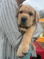 Mr. Yellow Collar, a male Labrador Retriever for sale in Parksville, KY – Photo 7 of 8