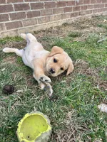 Mr. White Collar, a male Labrador Retriever for sale in Parksville, KY – Photo 3 of 7