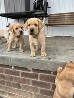 Mr. Yellow Collar, a male Labrador Retriever for sale in Parksville, KY – Photo 8 of 8