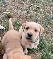 Mr. White Collar, a male Labrador Retriever for sale in Parksville, KY – Photo 5 of 7