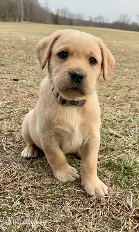 Mr. White Collar, a male Labrador Retriever for sale in Parksville, KY – Photo 1 of 7