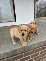 Mr. Yellow Collar , a male Labrador Retriever for sale in Parksville, KY – Photo 7 of 10