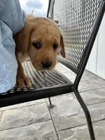 Mr. Yellow Collar , a male Labrador Retriever for sale in Parksville, KY – Photo 6 of 10