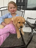 Mr. Yellow Collar , a male Labrador Retriever for sale in Parksville, KY – Photo 3 of 10