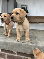 Mr. Yellow Collar , a male Labrador Retriever for sale in Parksville, KY – Photo 1 of 10