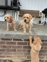 Mr. Yellow Collar , a male Labrador Retriever for sale in Parksville, KY – Photo 9 of 10