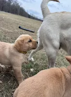 Mr. Yellow Collar , a male Labrador Retriever for sale in Parksville, KY – Photo 5 of 10