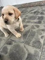 Mr. Green collar, a male Labrador Retriever for sale in Parksville, KY – Photo 4 of 10