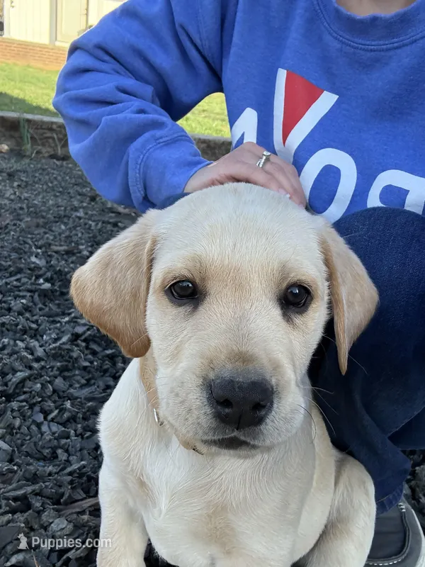 Mr. Green collar – Labrador Retriever puppy for sale in Parksville, KY