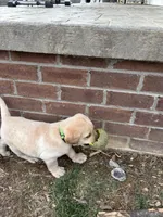 Mr. Green collar, a male Labrador Retriever for sale in Parksville, KY – Photo 10 of 10