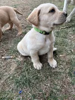Mr. Green collar, a male Labrador Retriever for sale in Parksville, KY – Photo 8 of 10