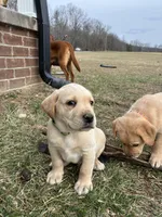 Mr. Green collar, a male Labrador Retriever for sale in Parksville, KY – Photo 6 of 10
