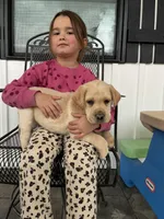 Mr. Green collar, a male Labrador Retriever for sale in Parksville, KY – Photo 7 of 10