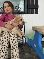 Mr. Green collar, a male Labrador Retriever for sale in Parksville, KY – Photo 5 of 10