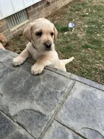 Mr. Green collar, a male Labrador Retriever for sale in Parksville, KY – Photo 9 of 10