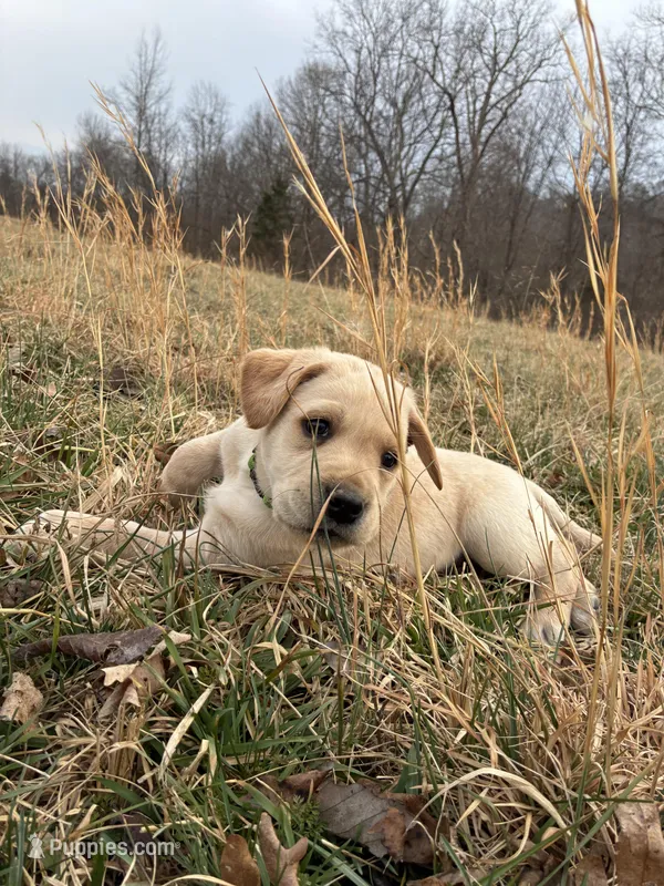 Mr. Green collar, a male Labrador Retriever for sale in Parksville, KY – Photo 1 of 10