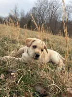 Mr. Green collar, a male Labrador Retriever for sale in Parksville, KY – Photo 1 of 10