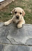 Mr. Green collar, a male Labrador Retriever for sale in Parksville, KY – Photo 3 of 10