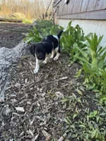 Gravy, a male Brittany for sale in Rehoboth, MA – 2 of 5
