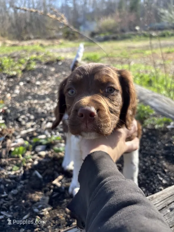 Yote – Brittany puppy for sale in Rehoboth, MA