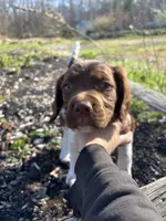 Yote, a male Brittany for sale in Rehoboth, MA – 1 of 4