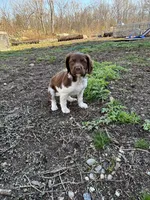 Yote, a male Brittany for sale in Rehoboth, MA – 4 of 4