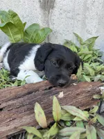 Gravy, a male Brittany for sale in Rehoboth, MA – 3 of 5