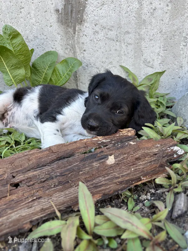 Gravy – Brittany puppy for sale in Rehoboth, MA
