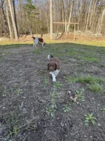 Yote, a male Brittany for sale in Rehoboth, MA – 3 of 4