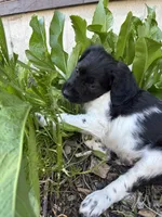 Gravy, a male Brittany for sale in Rehoboth, MA – 4 of 5