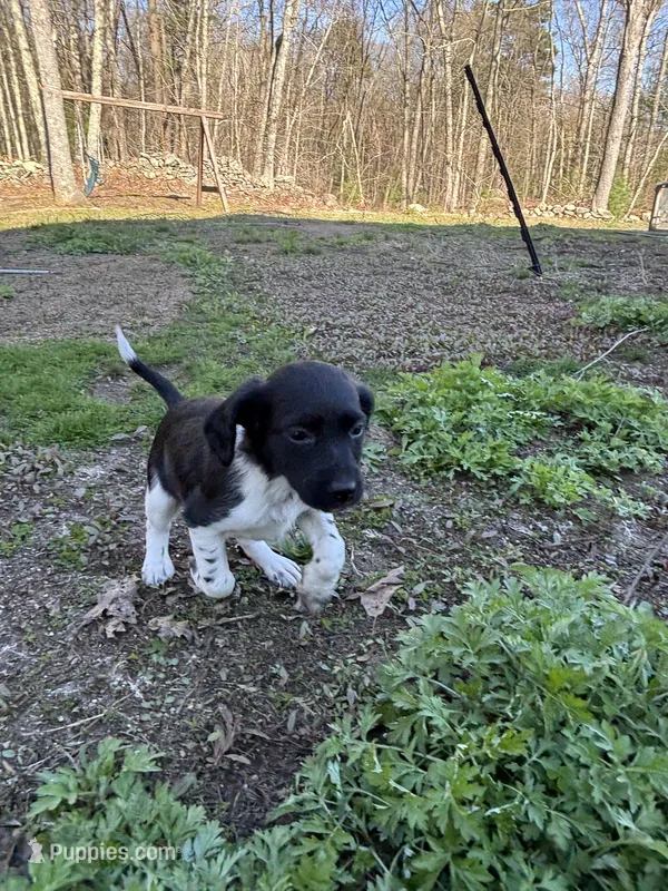 Wren – Brittany puppy for sale in Rehoboth, MA