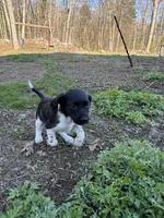 Wren, a female Brittany for sale in Rehoboth, MA – 3 of 4