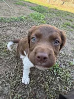 Yote, a male Brittany for sale in Rehoboth, MA – 2 of 4