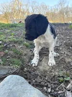Gravy, a male Brittany for sale in Rehoboth, MA – 1 of 5