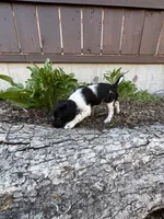 Wren, a female Brittany for sale in Rehoboth, MA – 4 of 4